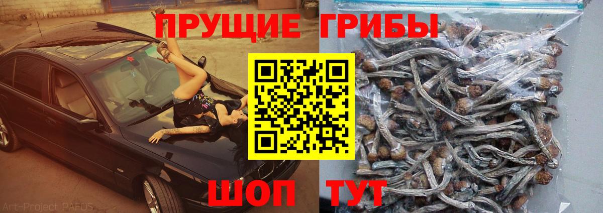 Псилоцибиновые грибы Cubensis Минеральные Воды
